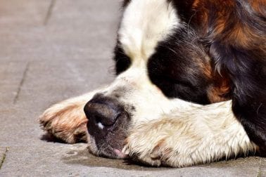 Hund bellt bei jedem Geräusch