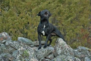 Hund bellt bei jedem Geräusch